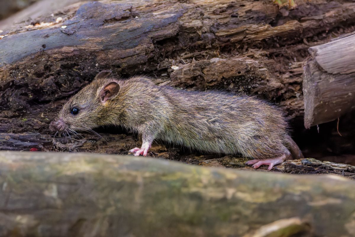 Ratten erkennen & vorbeugen
